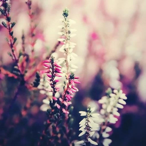 欧美小清新花朵可爱图片