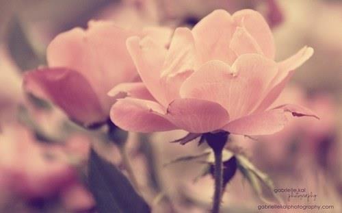 那些花儿唯美伤感图片