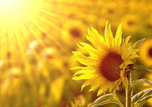 向日葵唯美图片