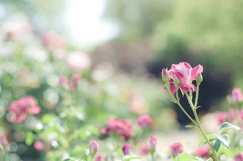 文艺唯美花儿意境图片