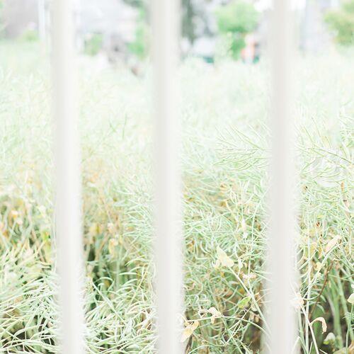 淡雅可爱小清新图片大全