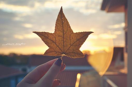 关于女生手的唯美图片