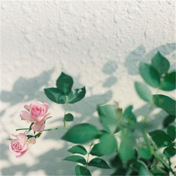 小清新花儿唯美可爱图片