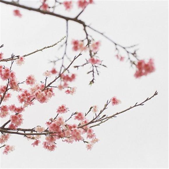 小清新花儿唯美可爱图片