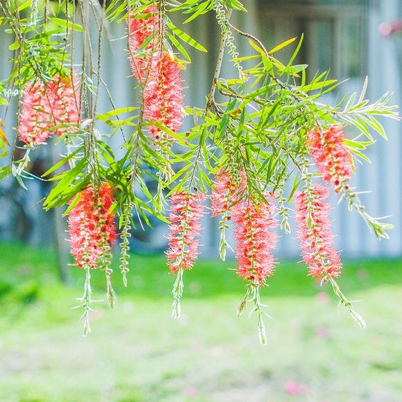 小清新花儿唯美可爱图片