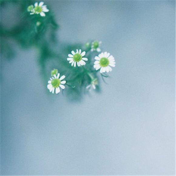 小清新花儿唯美可爱图片