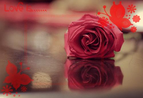 情人节玫瑰花玫瑰图片大全