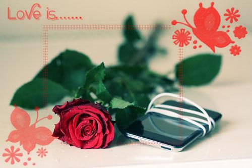 情人节玫瑰花玫瑰图片大全