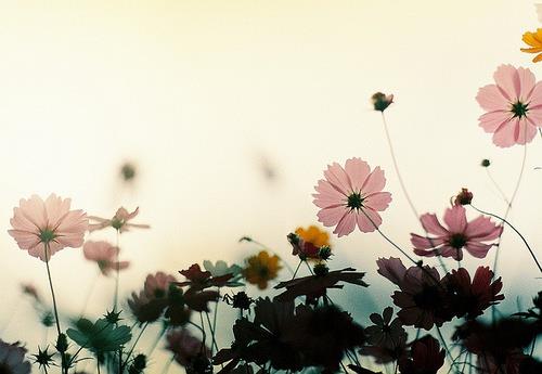 可爱的花儿LOMO图片二