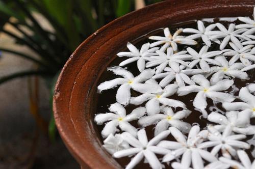 可爱的花儿LOMO图片