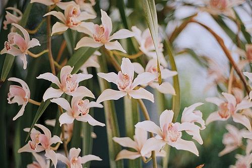 可爱的花儿LOMO图片