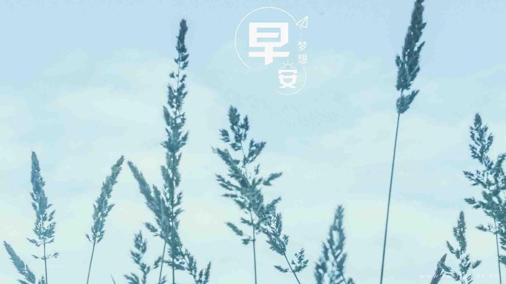 早安配图清晨朦胧雾色里的绿色植物图片