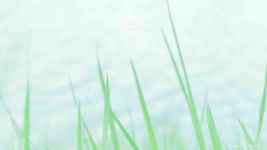 早安配图清晨朦胧雾色里的绿色植物图片