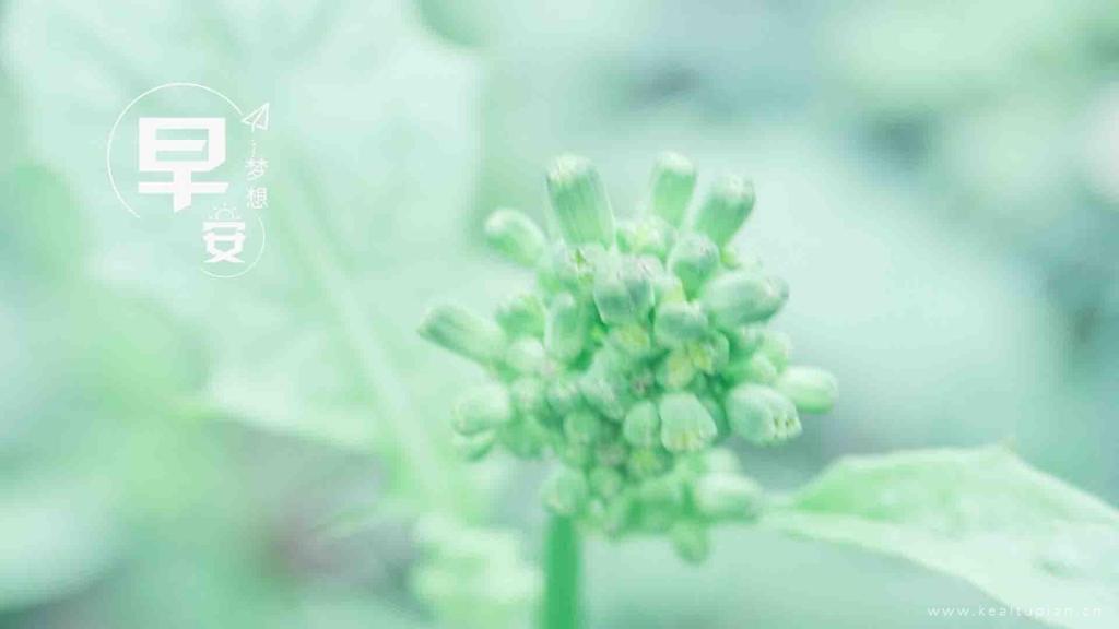 早安配图清晨朦胧雾色里的绿色植物图片