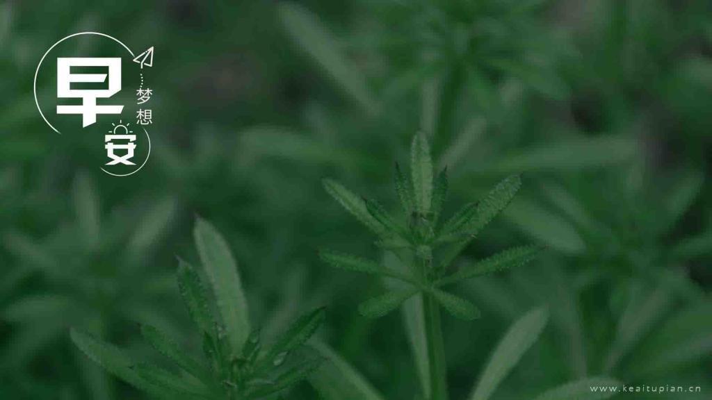 2021精选清新微信早安桌面壁纸图片