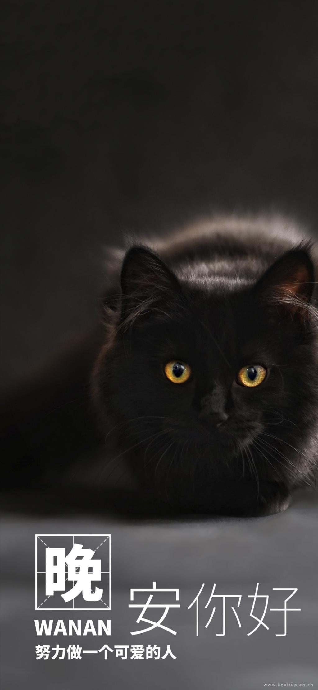 晚安努力做一个可爱的人可爱黑猫图片