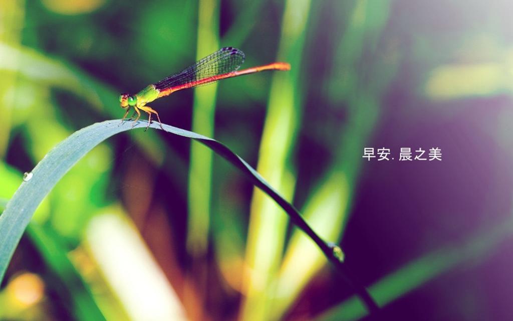 早安晨之美唯美风景桌面壁纸图片