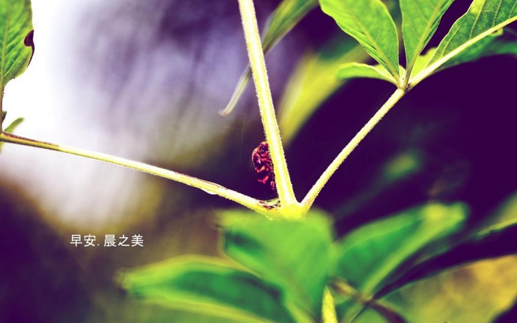 早安晨之美唯美风景桌面壁纸图片