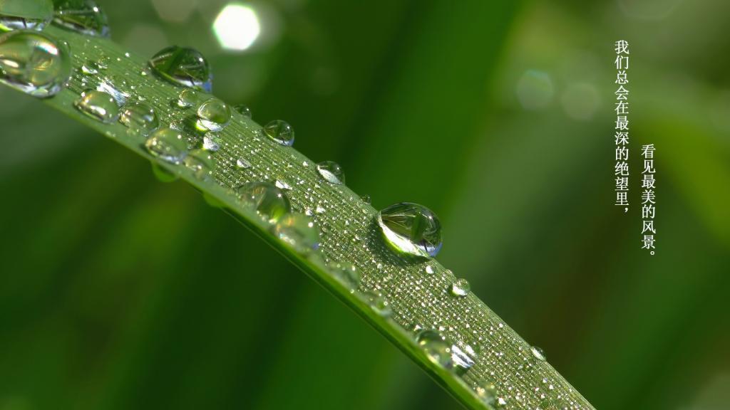 [热门]一句话的简单早安说说图片