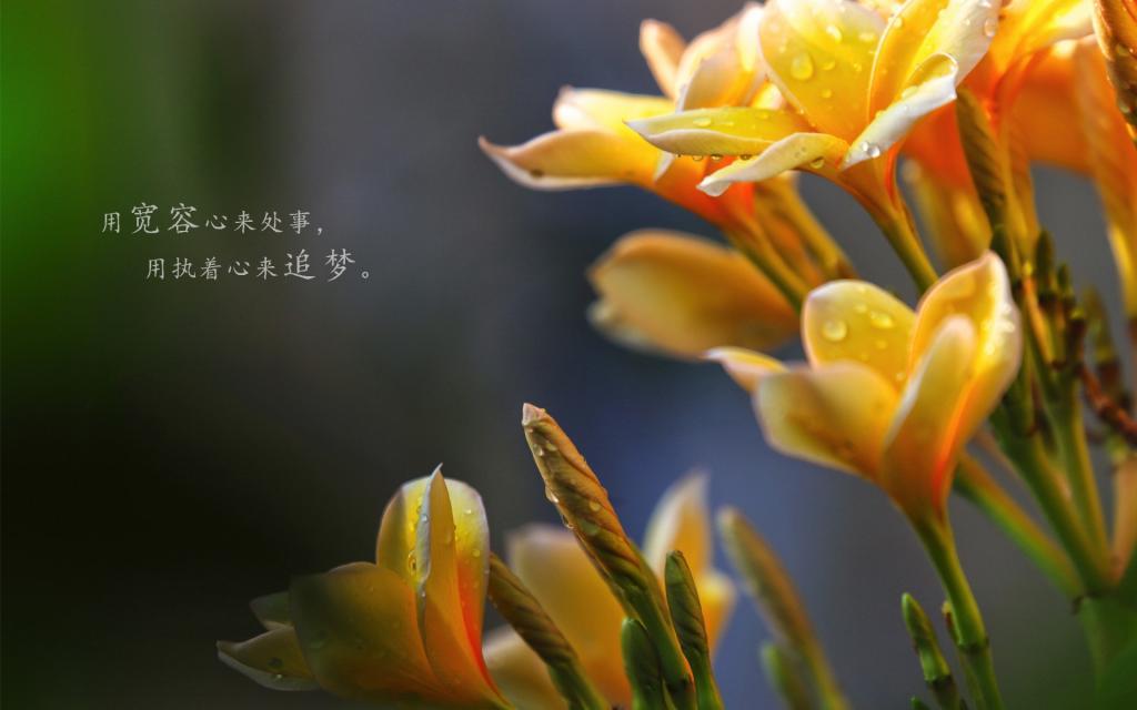 唯美适合发朋友圈的早安说说配图图片