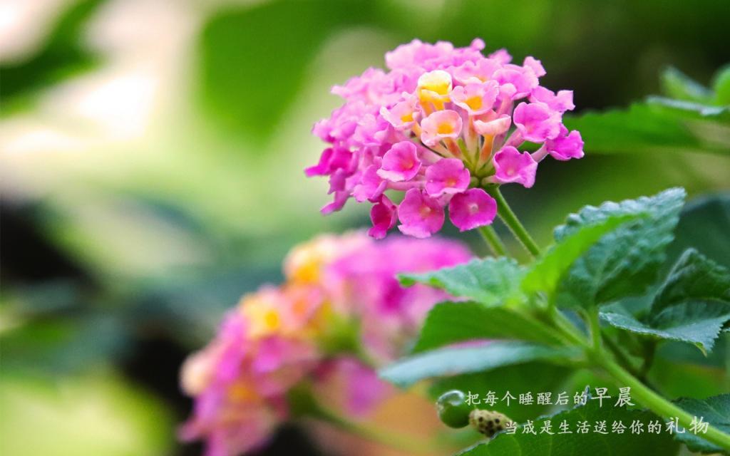 唯美适合发朋友圈的早安说说配图图片