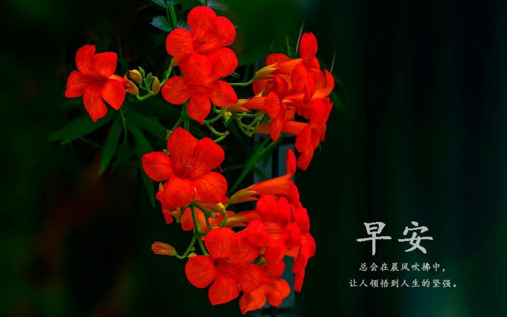 唯美适合发朋友圈的早安说说配图图片