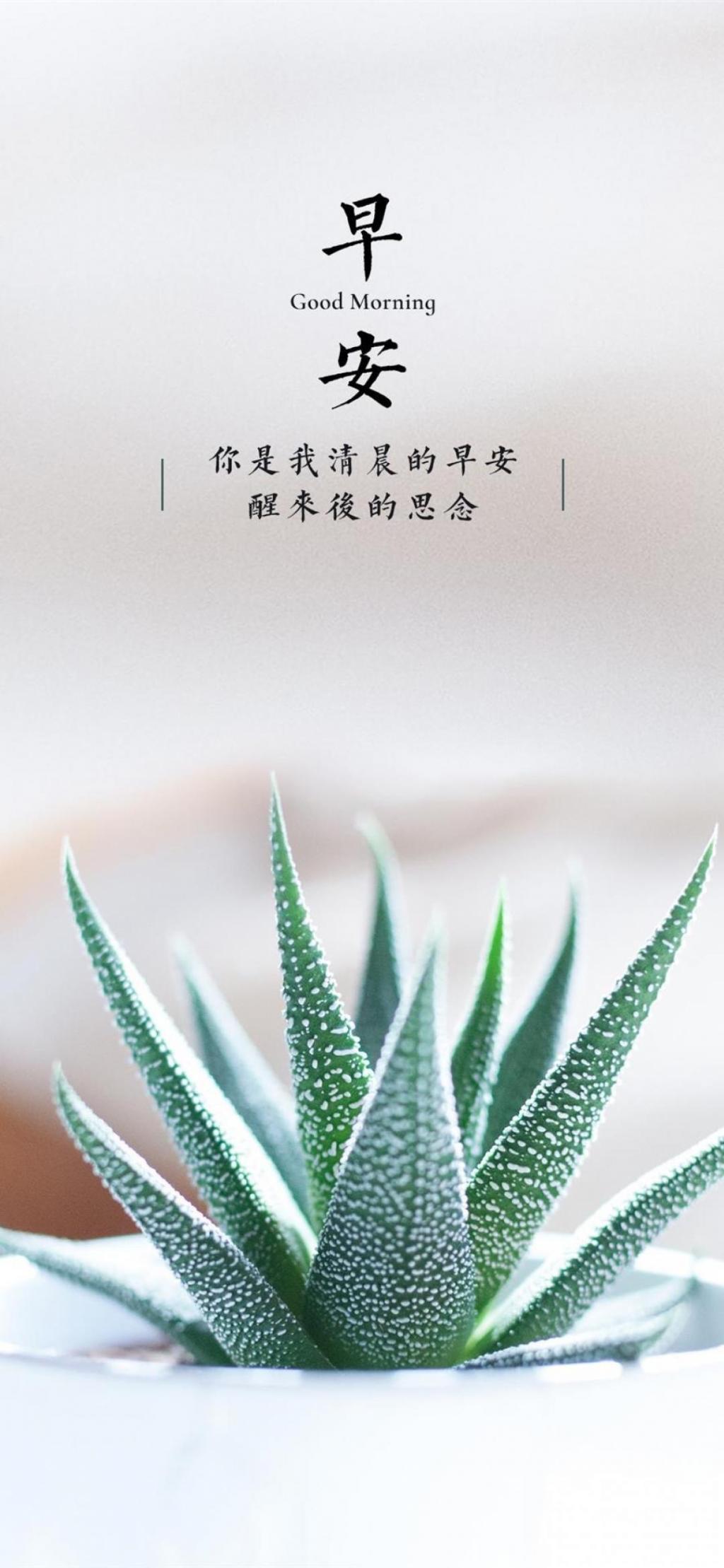 精选早安,芦荟图片