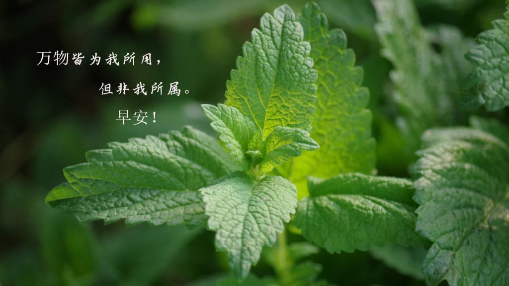 唯美朋友圈最暖心早安说说配图图片