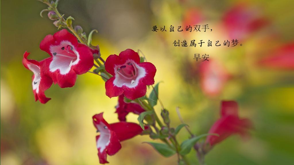 唯美早安情感心语图片