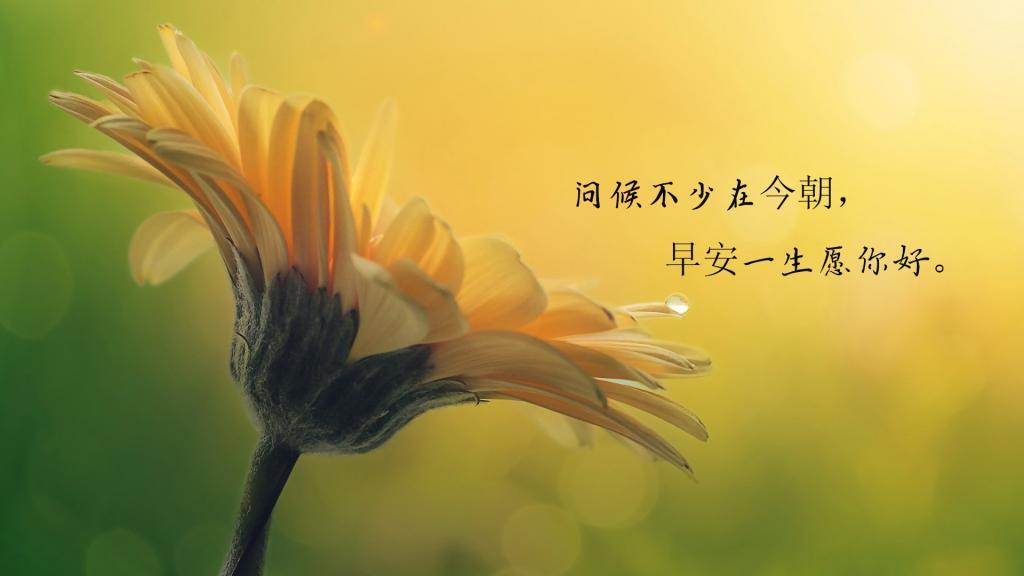 唯美早安情感心语图片