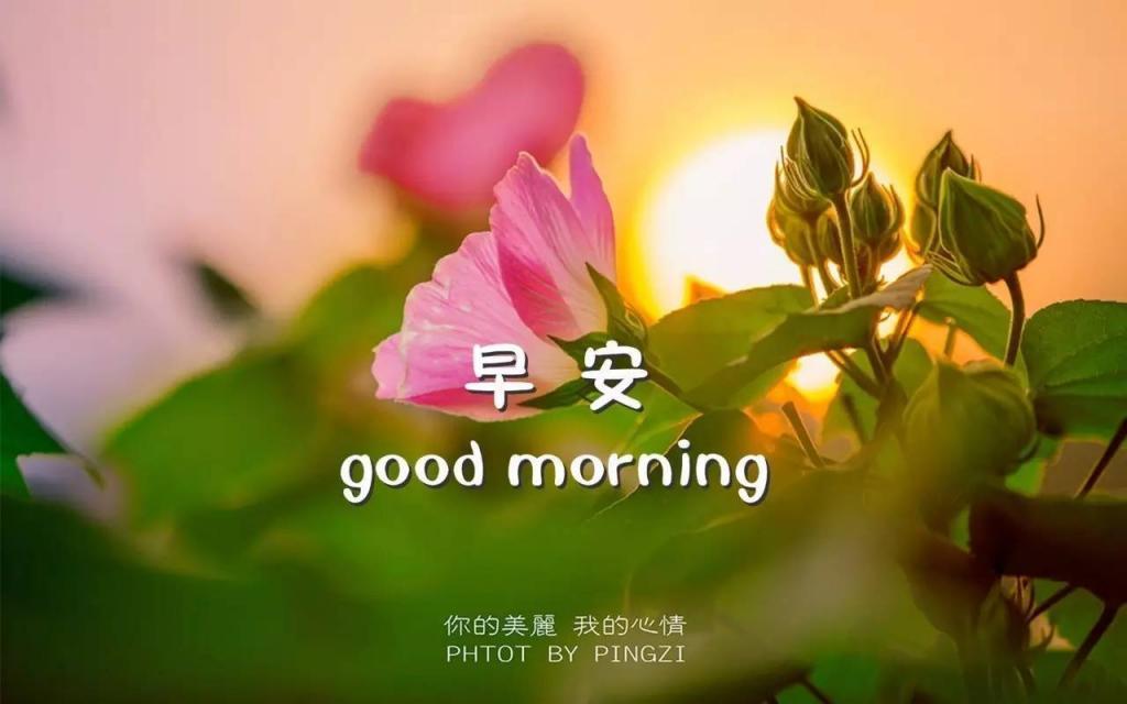 good morning早安唯美植物高清图片