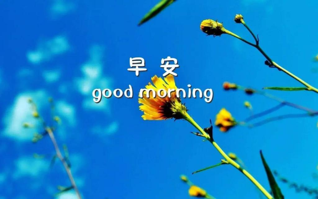good morning早安唯美植物高清图片