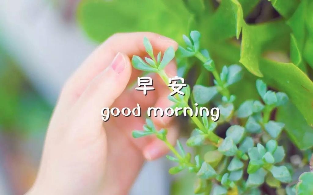 good morning早安唯美植物高清图片