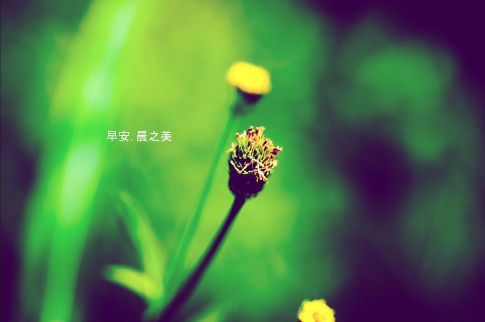 早安晨之美的唯美手机壁纸图片