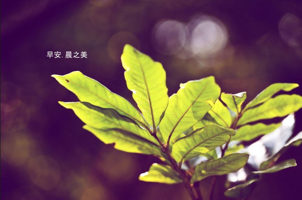 早安晨之美的唯美手机壁纸图片