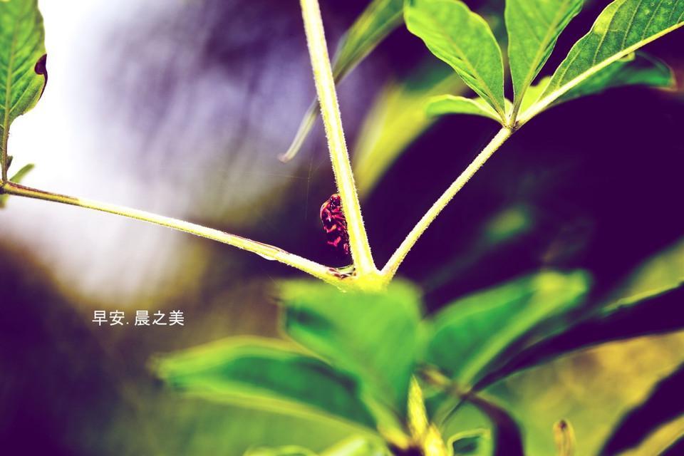 早安晨之美的唯美手机壁纸图片