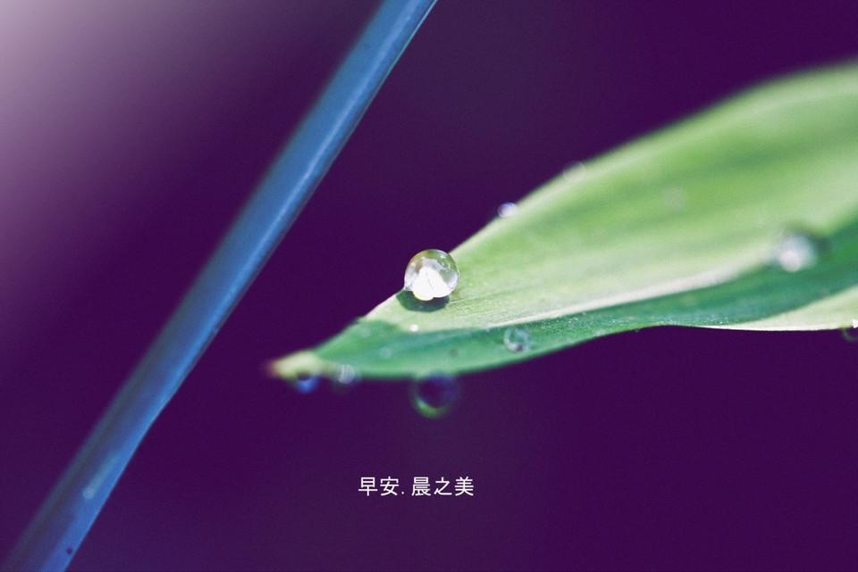 早安晨之美的唯美手机壁纸图片