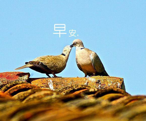 动物们说早安的唯美手机壁纸图片