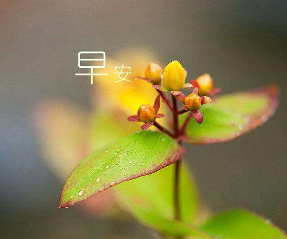 早安唯美植物带字手机壁纸图片大全