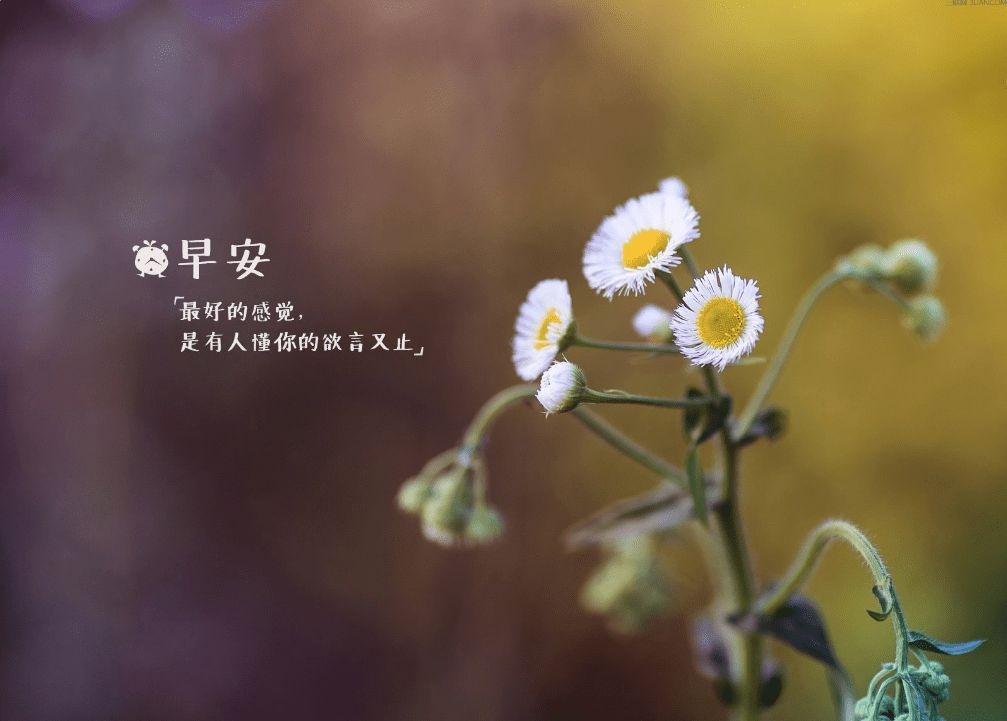 早安你好吗唯美小清新图片带字问候壁纸