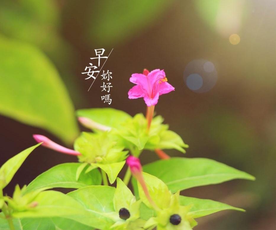 早安你好吗唯美小清新图片带字问候壁纸