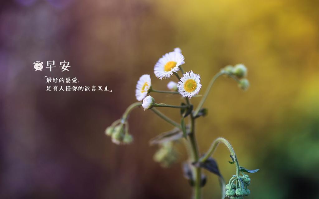 早安励志带字桌面壁纸图片 要想飞得高，就该把地平线忘掉