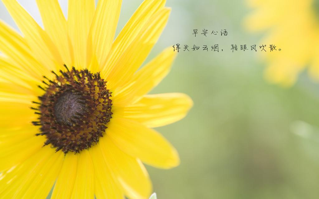 早安励志带字桌面壁纸图片 要想飞得高，就该把地平线忘掉