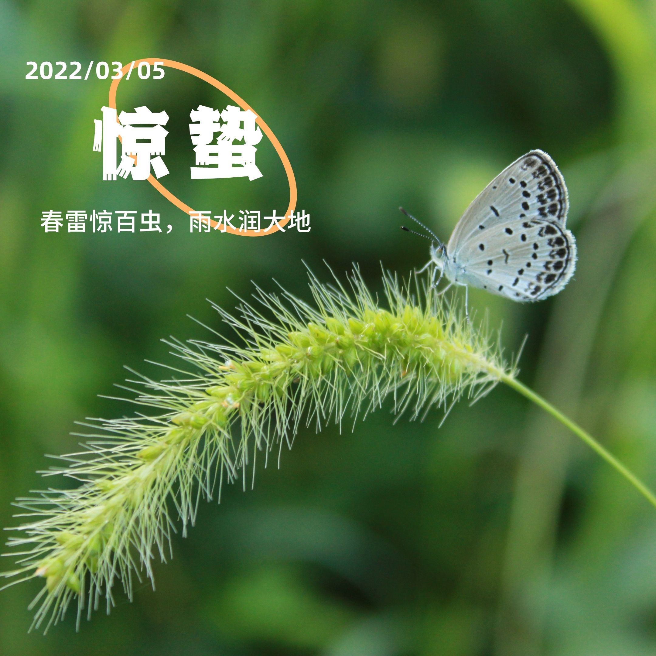 2022年最新二十四节气惊蛰高清唯美海报壁纸图片