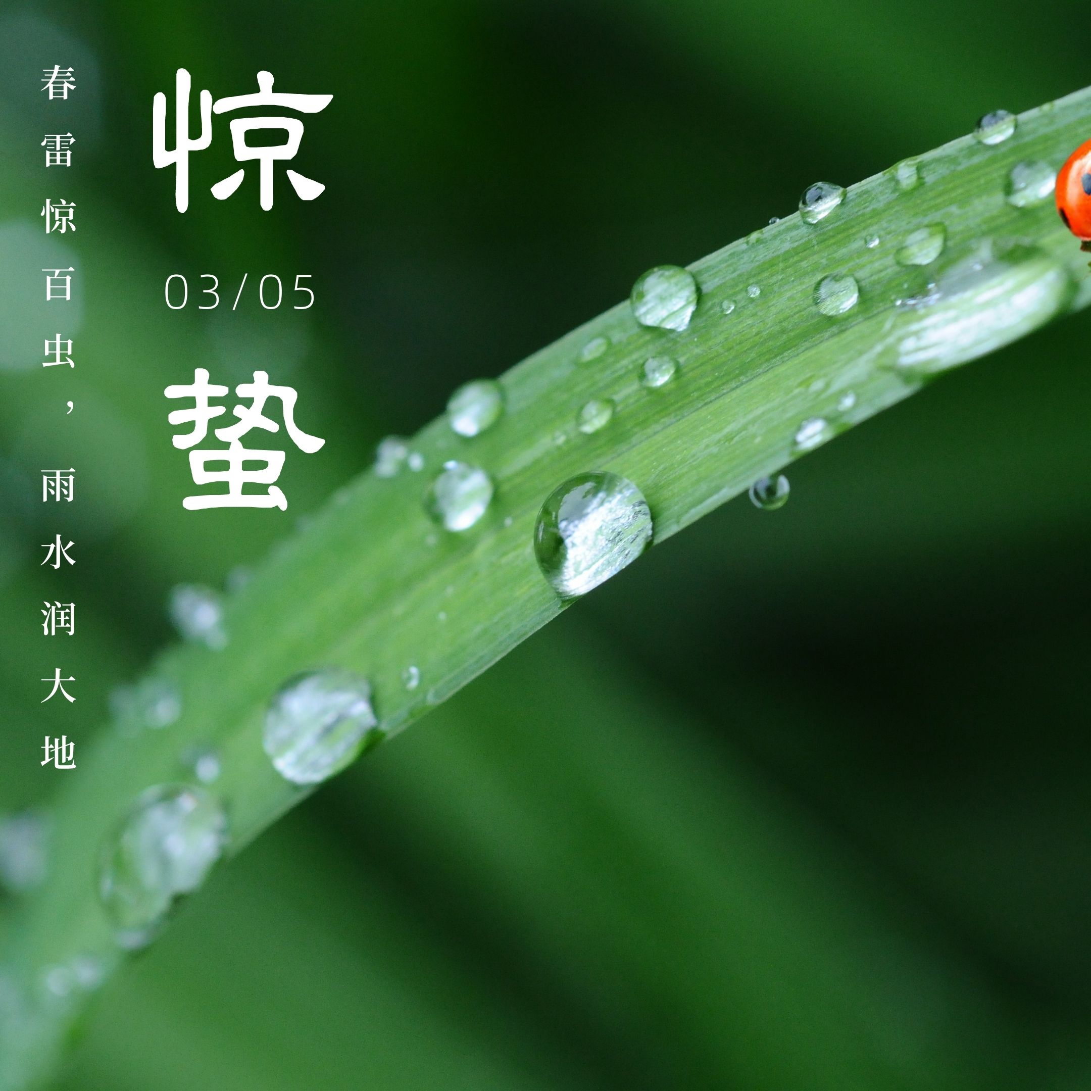2022二十四节气惊蛰图片唯美海报壁纸