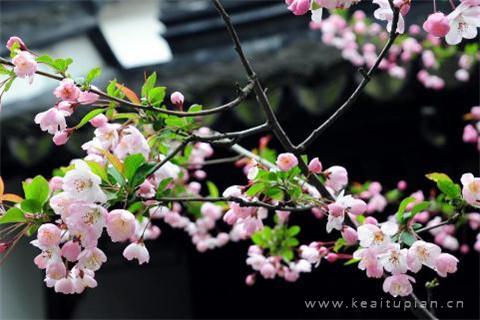 春分图片大全大图-春天的美景图片