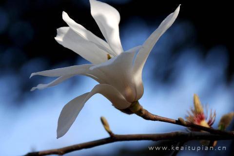 春分图片大全大图-春天的美景图片