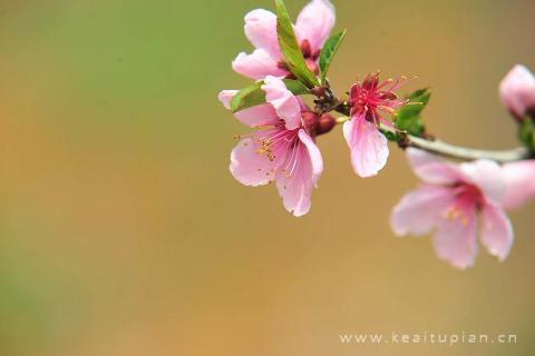 春分图片大全大图-春天的美景图片