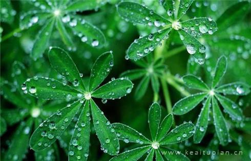 谷雨的图片有哪些_谷雨唯美图