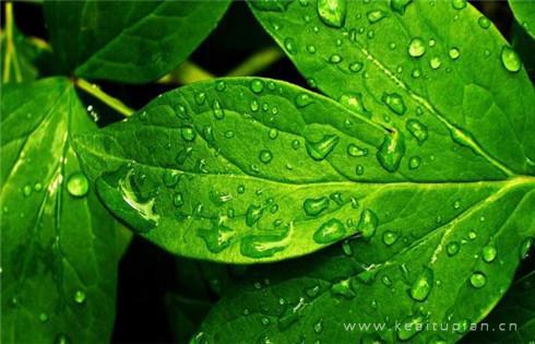谷雨的图片有哪些_谷雨唯美图